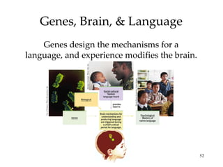 Genes, Brain, & Language Genes design the mechanisms for a language, and experience modifies the brain. Michael Newman/ Photo Edit, Inc. Eye of Science/ Photo Researchers, Inc. David Hume Kennerly/ Getty Images 