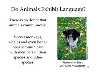 Do Animals Exhibit Language? There is no doubt that animals communicate. Vervet monkeys, whales and even honey bees communicate with members of their species and other species. Rico (collie) has a 200-word vocabulary Copyright Baus/ Kreslowski 