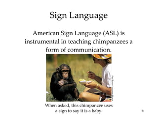 Sign Language American Sign Language (ASL) is instrumental in teaching chimpanzees a form of communication. When asked, this chimpanzee uses a sign to say it is a baby. Paul Fusco/ Magnum Photos 