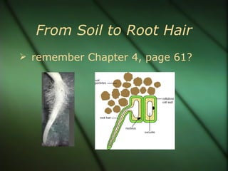 From Soil to Root Hair
 remember Chapter 4, page 61?
 