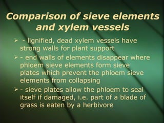 Comparison of sieve elements
    and xylem vessels
  - lignified, dead xylem vessels have
   strong walls for plant support
  - end walls of elements disappear where
   phloem sieve elements form sieve
   plates which prevent the phloem sieve
   elements from collapsing
  - sieve plates allow the phloem to seal
   itself if damaged, i.e. part of a blade of
   grass is eaten by a herbivore
 
