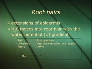 Root hairs
 extensions of epidermis
 H20 moves into root hair with the
 water potential (ψ) gradient
    Soil          Root cytoplasm
    Low solute    High solute (proteins, ions, sugars)
    High ψ        Low ψ


       H20
 