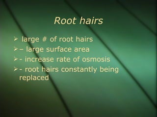Root hairs
 large # of root hairs
 – large surface area
 - increase rate of osmosis
 - root hairs constantly being
 replaced
 