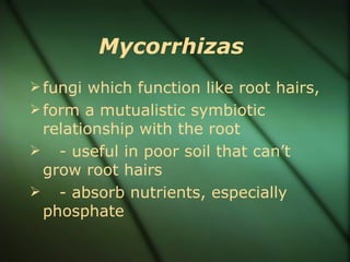 Mycorrhizas
 fungi which function like root hairs,
 form a mutualistic symbiotic
 relationship with the root
 - useful in poor soil that can’t
 grow root hairs
 - absorb nutrients, especially
 phosphate
 