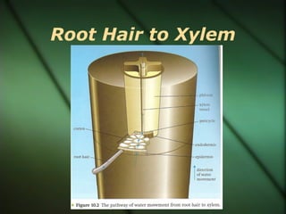 Root Hair to Xylem
 