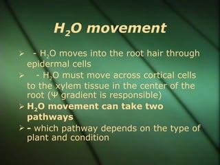 H2O movement
   - H2O moves into the root hair through
  epidermal cells
 - H2O must move across cortical cells
  to the xylem tissue in the center of the
  root (Ψ gradient is responsible)
 H2O movement can take two
  pathways
 - which pathway depends on the type of
  plant and condition
 
