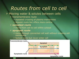 Routes from cell to cell
 Moving water & solutes between cells
   transmembrane route
      repeated crossing of plasma membranes
      slowest route but offers more control
   symplast route
      move from cell to cell within cytosol
   apoplast route
      move through connected cell wall without crossing cell
       membrane
      fastest route but never enter cell
 