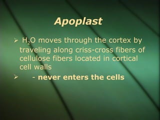Apoplast
 H2O moves through the cortex by
  traveling along criss-cross fibers of
  cellulose fibers located in cortical
  cell walls
     - never enters the cells
 