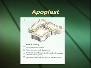 Apoplast
 