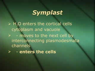 Symplast
 H2O enters the cortical cells
 cytoplasm and vacuole
 - moves to the next cell by
 interconnecting plasmodesmata
 channels
 - enters the cells
 