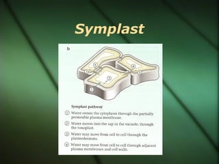 Symplast
 
