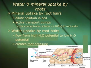 Water & mineral uptake by
            roots
 Mineral uptake by root hairs
   dilute solution in soil
   active transport pumps
      this concentrates solutes (~100x) in root cells

 Water uptake by root hairs
   flow from high H2O potential to low H2O
    potential
   creates root pressure
 
