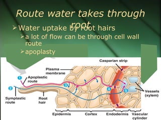 Route water takes through
               root
 Water uptake by root hairs
  a lot of flow can be through cell wall
   route
  apoplasty
 