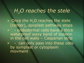 H2O reaches the stele
 Once the H2O reaches the stele
 (center), apoplast pathway stops
 - endodermal cells have a thick
 waterproof waxy band of suberin
 in the cell walls – Casparian strip
 - can only pass into these cells
 by symplast or cytoplasm
 movment
 