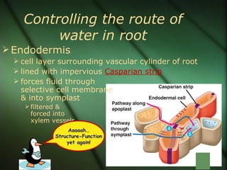 Controlling the route of
        water in root
 Endodermis
  cell layer surrounding vascular cylinder of root
  lined with impervious Casparian strip
  forces fluid through
   selective cell membrane
   & into symplast
     filtered &
     forced into
     xylem vessels
                   Aaaaah…
              Structure-Function
                  yet again!
 