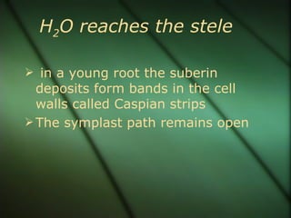 H2O reaches the stele

 in a young root the suberin
  deposits form bands in the cell
  walls called Caspian strips
 The symplast path remains open
 