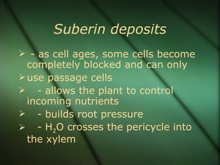 Suberin deposits
 - as cell ages, some cells become
  completely blocked and can only
 use passage cells
 - allows the plant to control
  incoming nutrients
 - builds root pressure
 - H2O crosses the pericycle into
  the xylem
 