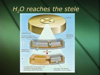 H2O reaches the stele
 