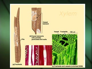 Xylem
 