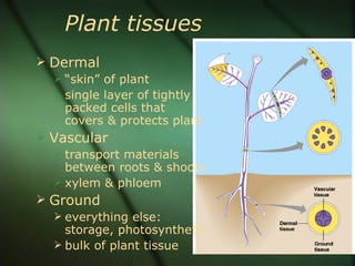 Plant tissues
 Dermal
   “skin” of plant
   single layer of tightly
    packed cells that
    covers & protects plant
 Vascular
   transport materials
    between roots & shoots
   xylem & phloem
 Ground
   everything else:
    storage, photosynthetic
   bulk of plant tissue
 