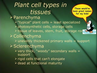 Plant cell types in                    Those would’ve

       tissues                         been great names
                                         for my kids!
 Parenchyma
   “typical” plant cells = least specialized
   photosynthetic cells, storage cells
   tissue of leaves, stem, fruit, storage roots
 Collenchyma
   unevenly thickened primary walls = support
 Sclerenchyma
   very thick, “woody” secondary walls =
    support
   rigid cells that can’t elongate
   dead at functional maturity
 