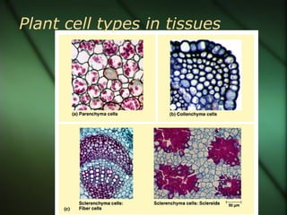 Plant cell types in tissues
 