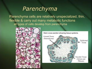 Parenchyma
Parenchyma cells are relatively unspecialized, thin,
flexible & carry out many metabolic functions
   all types of cells develop from parenchyma
 