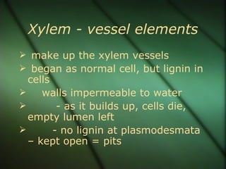 Xylem - vessel elements
 make up the xylem vessels
 began as normal cell, but lignin in
  cells
    walls impermeable to water
        - as it builds up, cells die,
  empty lumen left
       - no lignin at plasmodesmata
  – kept open = pits
 
