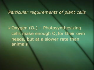 Particular requirements of plant cells


 Oxygen (O2) – Photosynthesizing
 cells make enough O2 for their own
 needs, but at a slower rate than
 animals
 