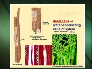 Xylem
dead cells →
water-conducting
cells of xylem
 