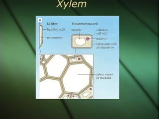 Xylem
 