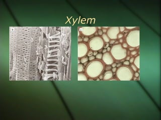 Xylem
 