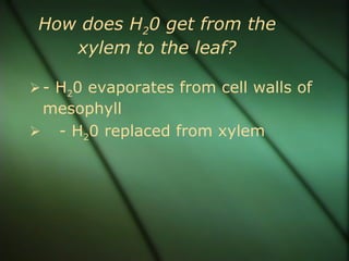 How does H20 get from the
    xylem to the leaf?

 - H20 evaporates from cell walls of
 mesophyll
 - H20 replaced from xylem
 