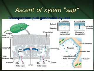 Ascent of xylem “sap”
Transpiration pull generated by leaf
 