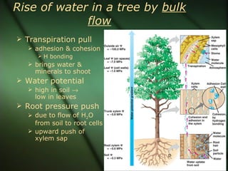 Rise of water in a tree by bulk
             flow
 Transpiration pull
    adhesion & cohesion
       H bonding
    brings water &
     minerals to shoot
 Water potential
    high in soil →
     low in leaves
 Root pressure push
    due to flow of H2O
     from soil to root cells
    upward push of
     xylem sap
 