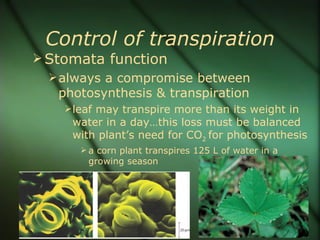 Control of transpiration
 Stomata function
   always a compromise between
    photosynthesis & transpiration
     leaf may transpire more than its weight in
      water in a day…this loss must be balanced
      with plant’s need for CO2 for photosynthesis
        a corn plant transpires 125 L of water in a
        growing season
 