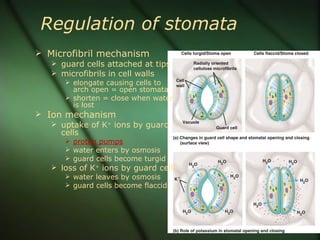Regulation of stomata
 Microfibril mechanism
    guard cells attached at tips
    microfibrils in cell walls
        elongate causing cells to
         arch open = open stomata
        shorten = close when water
         is lost
 Ion mechanism
    uptake of K+ ions by guard
     cells
        proton pumps
        water enters by osmosis
        guard cells become turgid
    loss of K+ ions by guard cells
       water leaves by osmosis
       guard cells become flaccid
 