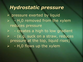 Hydrostatic pressure
 pressure exerted by liquid
  - H20 removed from the xylem
 reduces pressure
 - creates a high to low gradient
 - (e.g. suck on a straw, reduces
 pressure at the top, liquid rises)
 - H20 flows up the xylem
 