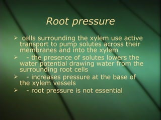 Root pressure
 cells surrounding the xylem use active
 transport to pump solutes across their
 membranes and into the xylem
 - the presence of solutes lowers the
 water potential drawing water from the
 surrounding root cells
 - increases pressure at the base of
 the xylem vessels
 - root pressure is not essential
 