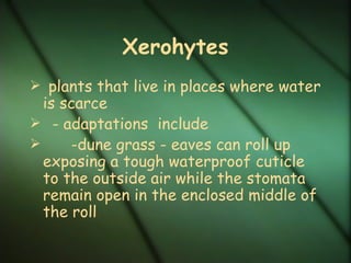 Xerohytes
 plants that live in places where water
  is scarce
 - adaptations include
     -dune grass - eaves can roll up
  exposing a tough waterproof cuticle
  to the outside air while the stomata
  remain open in the enclosed middle of
  the roll
 