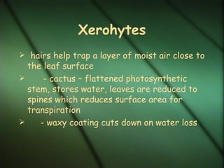 Xerohytes
 hairs help trap a layer of moist air close to
  the leaf surface
     - cactus – flattened photosynthetic
  stem, stores water, leaves are reduced to
  spines which reduces surface area for
  transpiration
    - waxy coating cuts down on water loss
 
