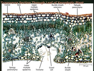 Transverse Section Through Leaf of Xerophytic Plant
 
