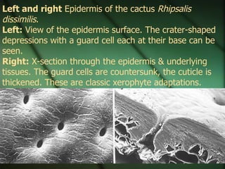 Left and right Epidermis of the cactus Rhipsalis
dissimilis.
Left: View of the epidermis surface. The crater-shaped
depressions with a guard cell each at their base can be
seen.
Right: X-section through the epidermis & underlying
tissues. The guard cells are countersunk, the cuticle is
thickened. These are classic xerophyte adaptations.
 
