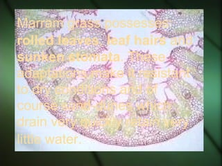 Marram grass possesses:
rolled leaves, leaf hairs and
sunken stomata. These
adaptations make it resistant
to dry conditions and of
course sand-dunes which
drain very quickly retain very
little water.
 