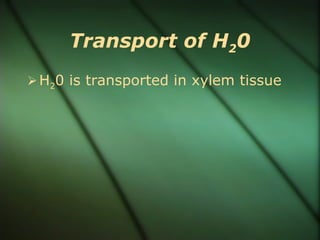 Transport of H20
 H20 is transported in xylem tissue
 