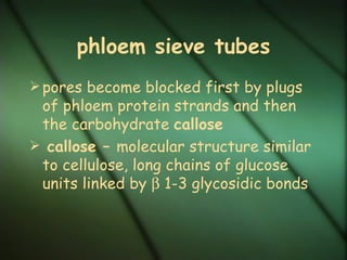 phloem sieve tubes
 pores become blocked first by plugs
 of phloem protein strands and then
 the carbohydrate callose
 callose – molecular structure similar
 to cellulose, long chains of glucose
 units linked by β 1-3 glycosidic bonds
 