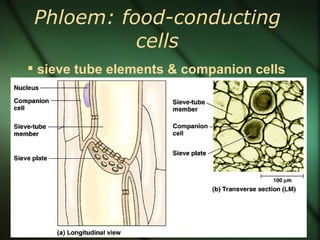 Phloem: food-conducting
           cells
 sieve tube elements & companion cells
 
