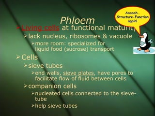 Aaaaah…

                Phloem
                                        Structure-Function
                                              again!

 Living cells at functional maturity
    lack nucleus, ribosomes & vacuole
      more room: specialized for
      liquid food (sucrose) transport
 Cells
   sieve tubes
      end walls, sieve plates, have pores to
      facilitate flow of fluid between cells
   companion cells
      nucleated cells connected to the sieve-
       tube
      help sieve tubes
 
