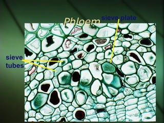 sieve plate
        Phloem


sieve
tubes
 