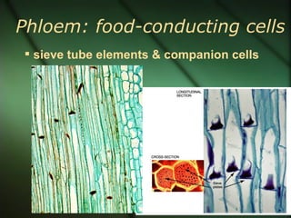 Phloem: food-conducting cells
 sieve tube elements & companion cells
 